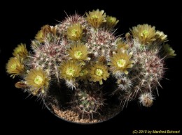 Echinocereus viridiflorus 730